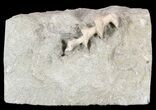 Archimedes Screw Bryozoan Fossil - Illinois #53352-1